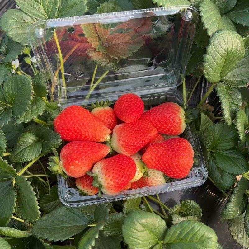 草莓大批发9.9