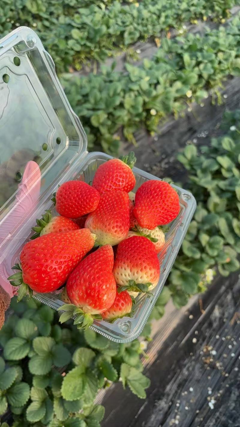 草莓大批发9.9