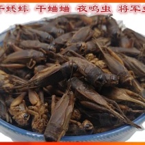 蟋蟀干中药材蛐蛐干夜鸣虫秋虫将军鸟食干净无杂