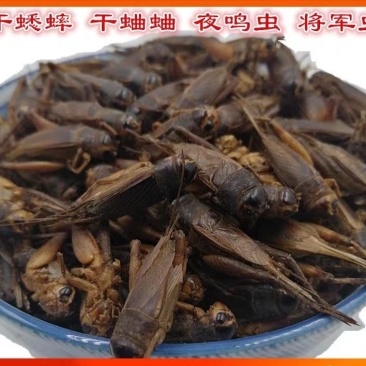 蟋蟀干中药材蛐蛐干夜鸣虫秋虫将军鸟食干净无杂