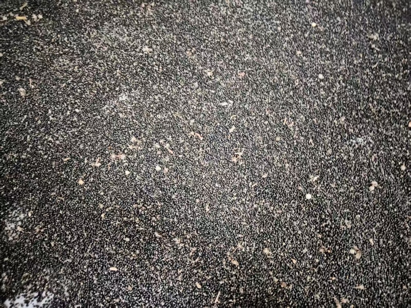 大通草种子一斤起发，需要的老板私