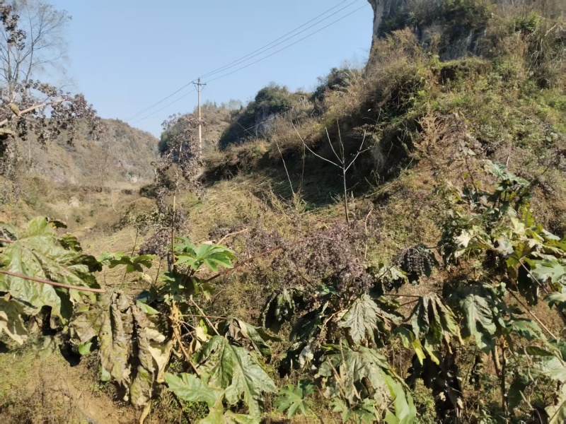 大通草种子一斤起发，需要的老板私