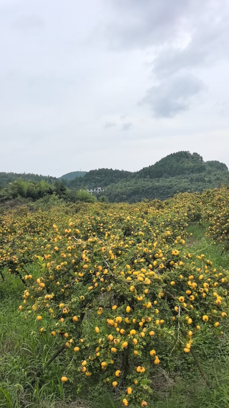 贵州高山刺梨苗大量有货，需要的老板联系我技术指导一路跟踪