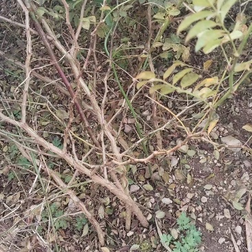 贵州高山刺梨苗大量有货，需要的老板联系我技术指导一路跟踪