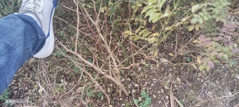 贵州高山刺梨苗大量有货，需要的老板联系我技术指导一路跟踪