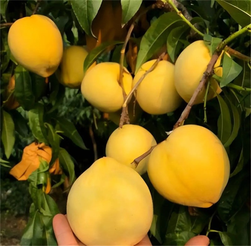 四川黄桃苗【黄金脆桃苗】包结果包成活，免费提供种植技术