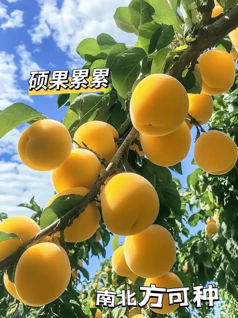 四川黄桃苗【黄金脆桃苗】包结果包成活，免费提供种植技术