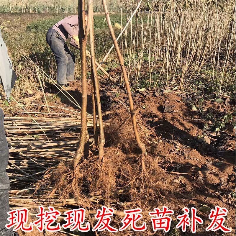 四川黄桃苗【黄金脆桃苗】包结果包成活，免费提供种植技术
