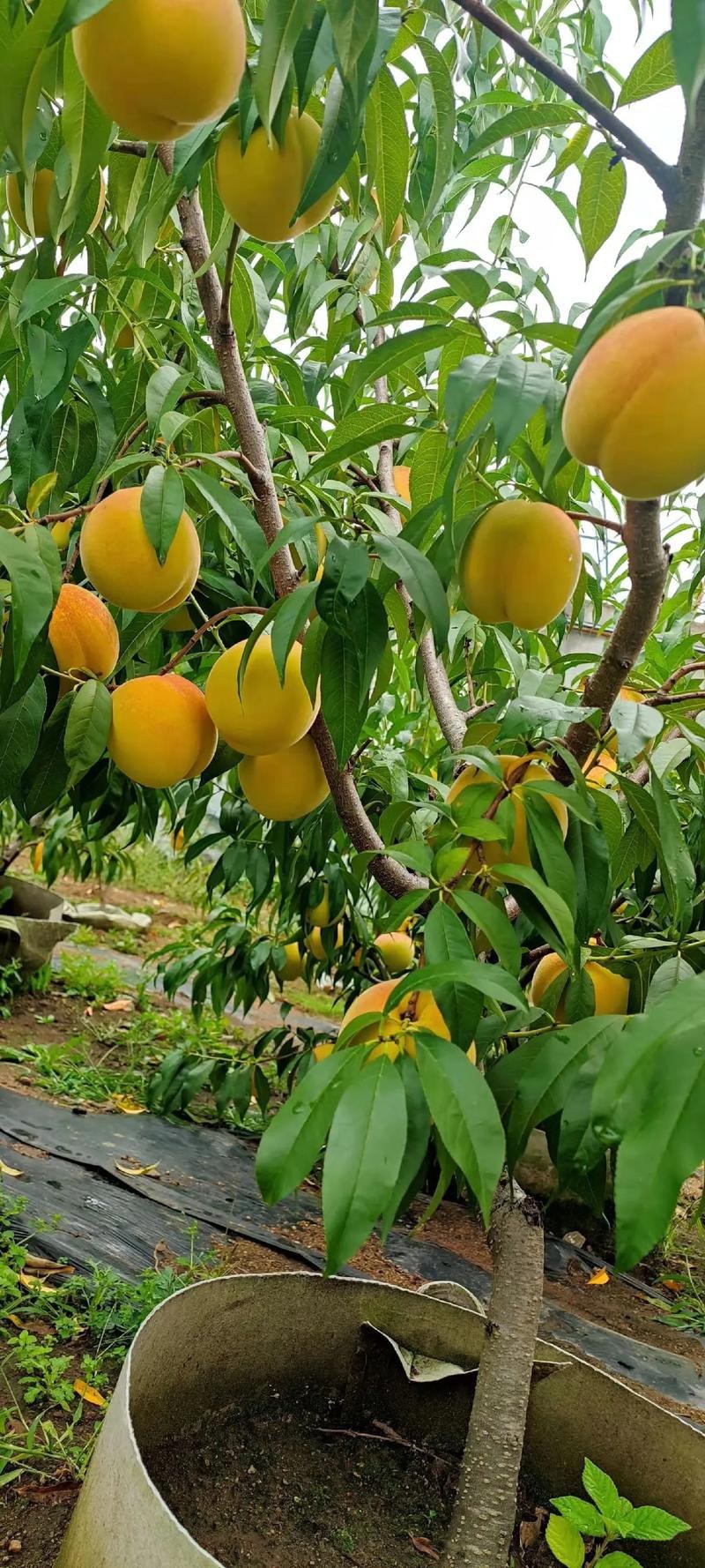 四川黄桃苗【黄金脆桃苗】包结果包成活，免费提供种植技术