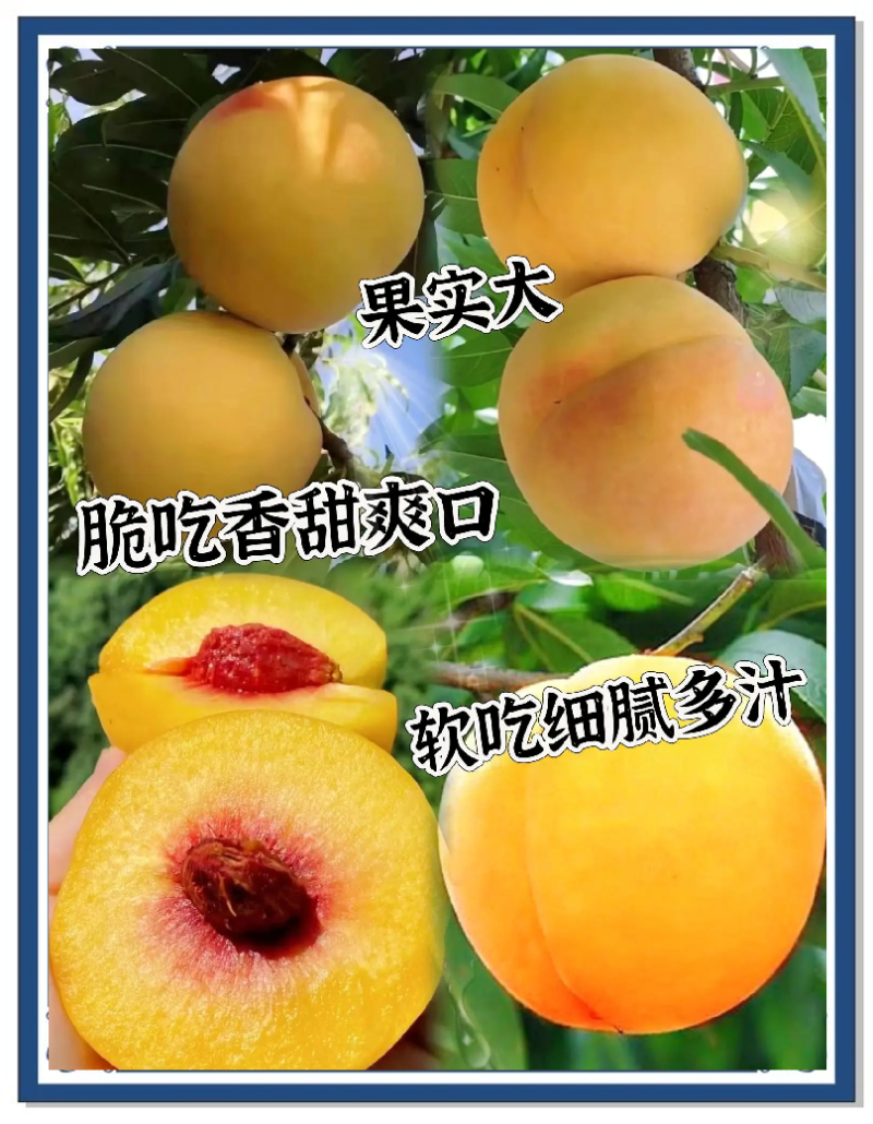 四川黄桃苗【黄金脆桃苗】包结果包成活，免费提供种植技术