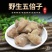 中药材新货五倍子中药材