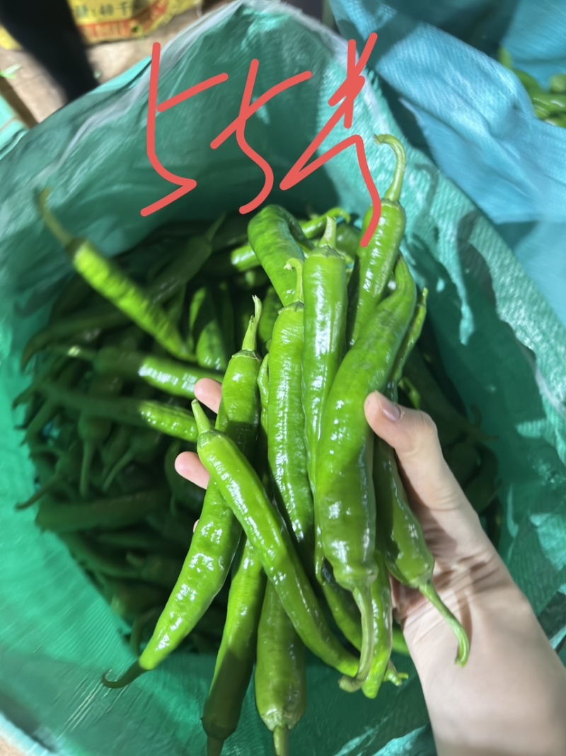 广东《早尖》，湘研55号，95号，2307辣椒大量有货