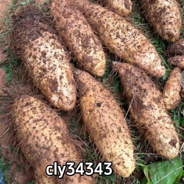 山药