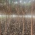 枇杷树绿化苗木基地种植
