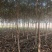 枇杷树绿化苗木基地种植