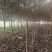 枇杷树绿化苗木基地种植