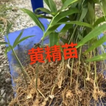多花黄精苗