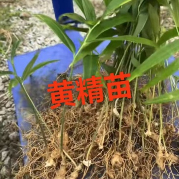 多花黄精苗