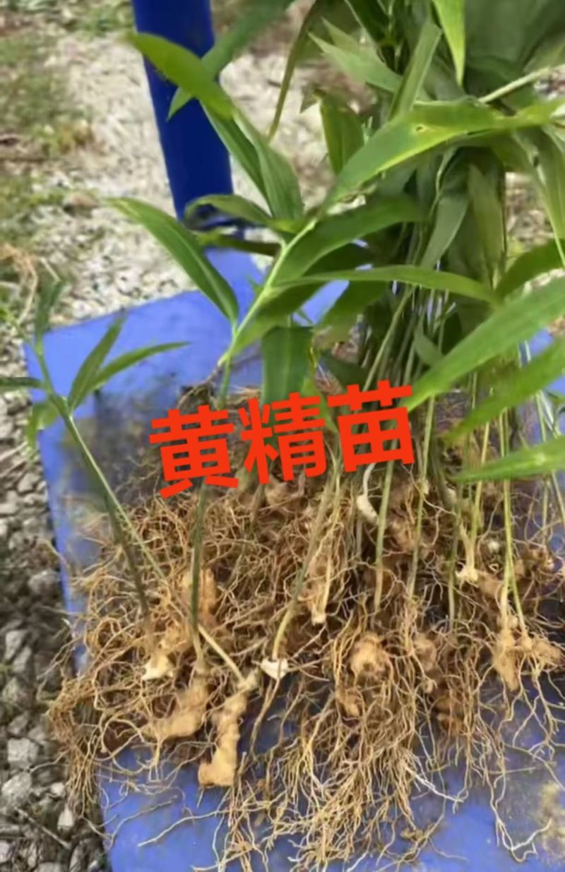 多花黄精苗