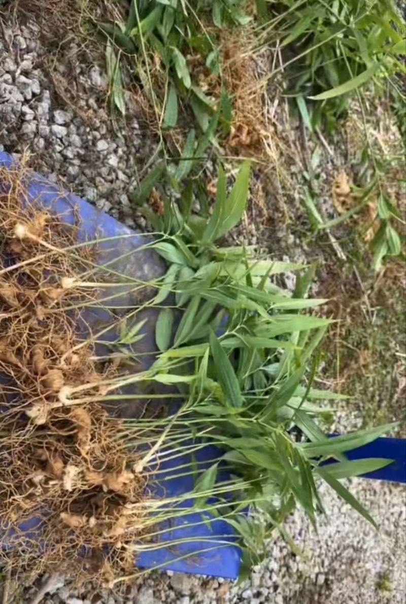多花黄精苗