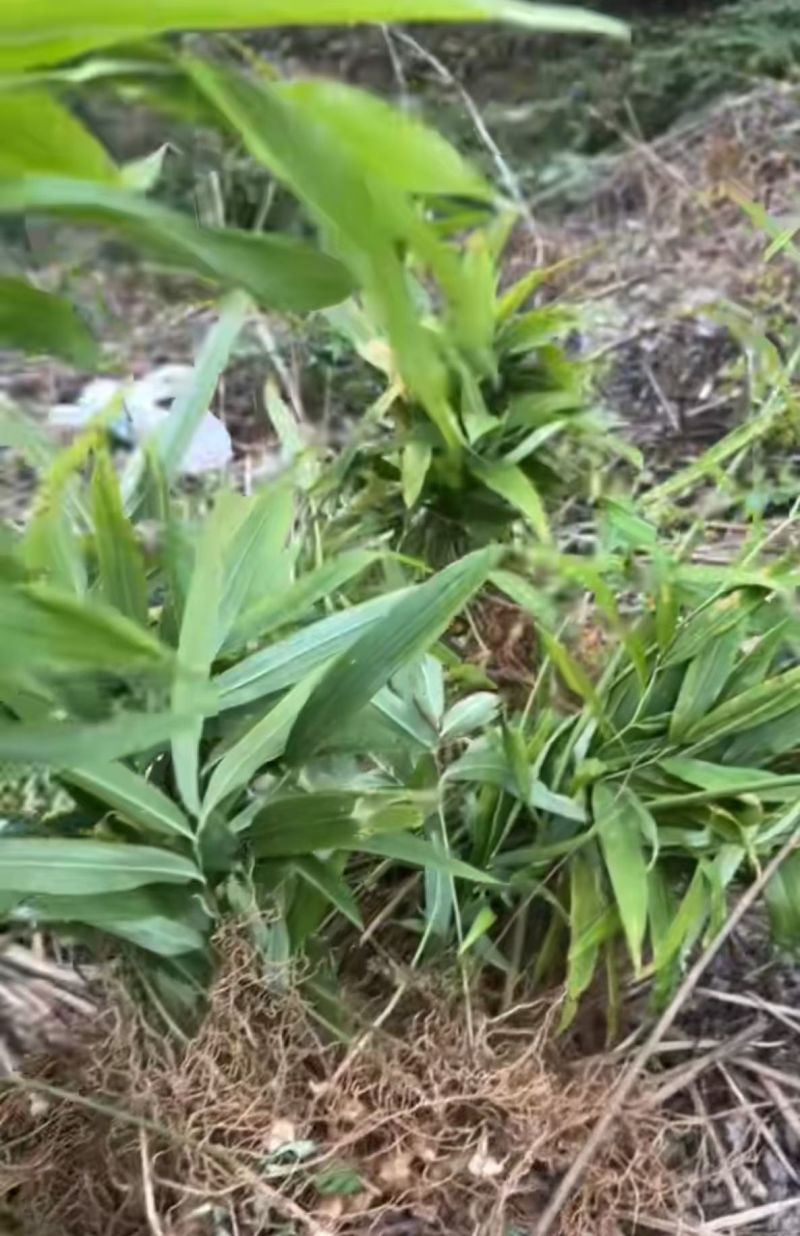 多花黄精苗