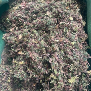 回心草回芯草批发
