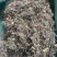 回心草回芯草批发