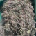 回心草回芯草批发