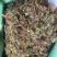 回心草回芯草批发
