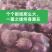优质紫皮洋葱苗，粗细适中，高产抗病。重质量守信誉