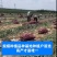 优质紫皮洋葱苗，粗细适中，高产抗病。重质量守信誉