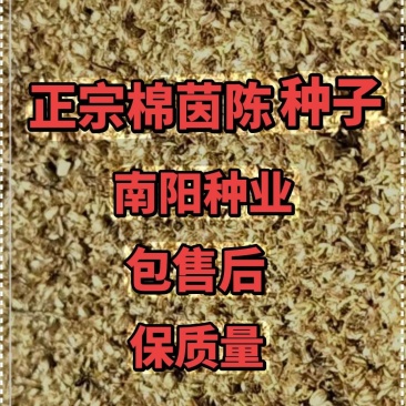正宗茵陈种子白蒿种子绵茵陈种子茵陈籽提供种植技术出芽率高