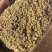 正宗茵陈种子白蒿种子绵茵陈种子茵陈籽提供种植技术出芽率高