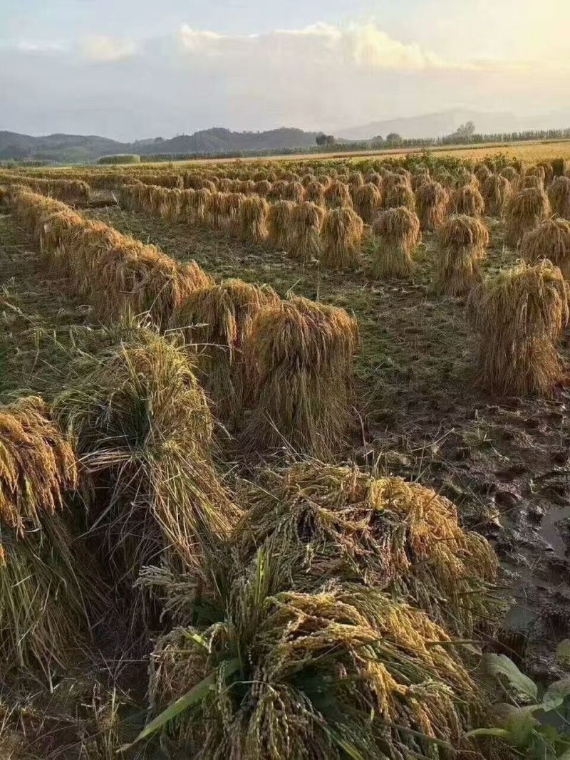 五常稻花香大米