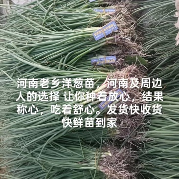 优良紫皮洋葱苗，粗细适中，高产抗病。重质量，守信誉