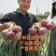优良紫皮洋葱苗，粗细适中，高产抗病。重质量，守信誉