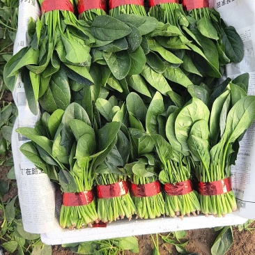 菠菜精品小把，代发全国，货源充足，大量有货！