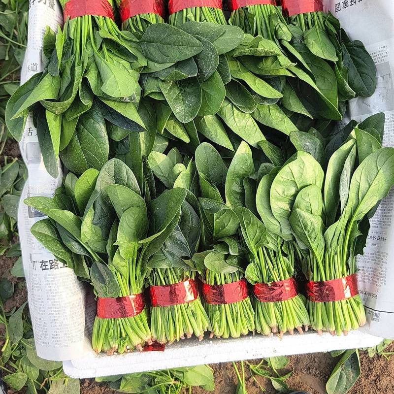 菠菜精品小把，代发全国，货源充足，大量有货！