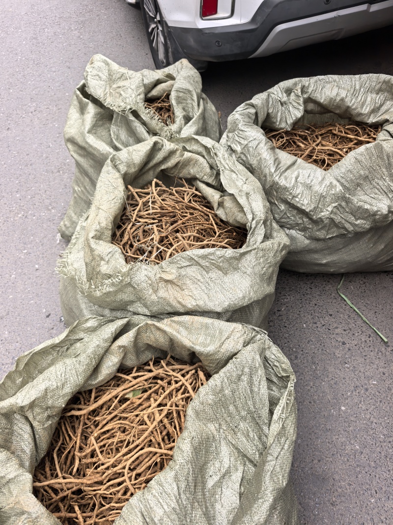 大通草根