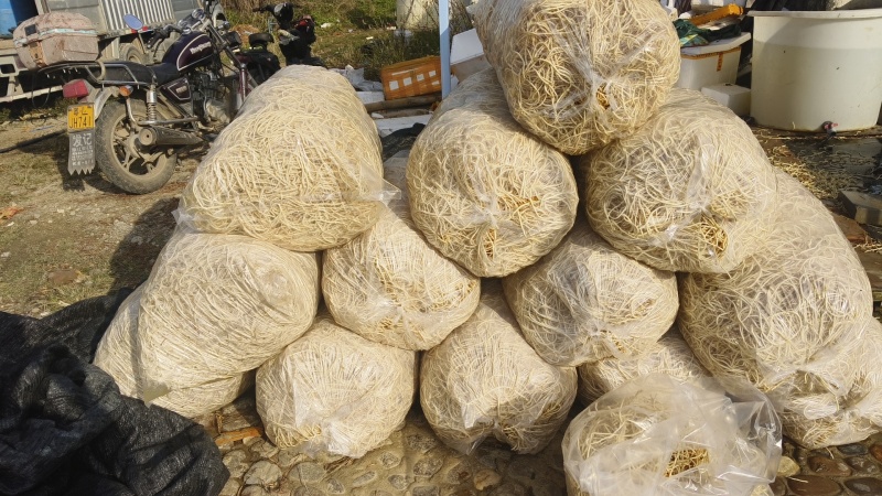 新品新货鱼腥草上市
