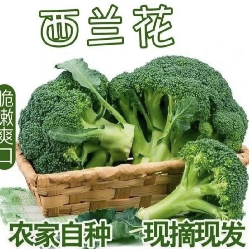 西兰花现搞视频看货品质保证欢迎咨询