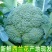 西兰花现搞视频看货品质保证欢迎咨询