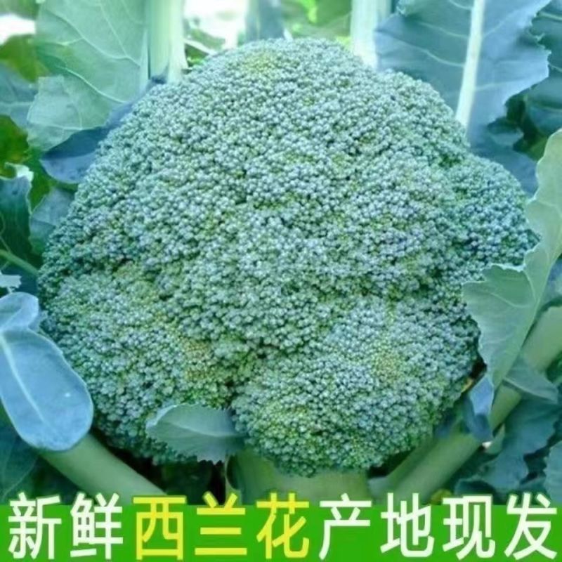 西兰花现搞视频看货品质保证欢迎咨询