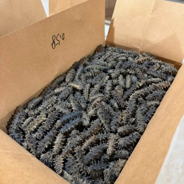 海参