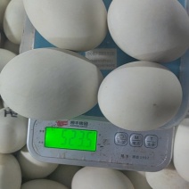精品大双黄咸鸭蛋双黄蛋工厂直发支持一件代发电商团购