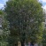 6.5米冠桂花树