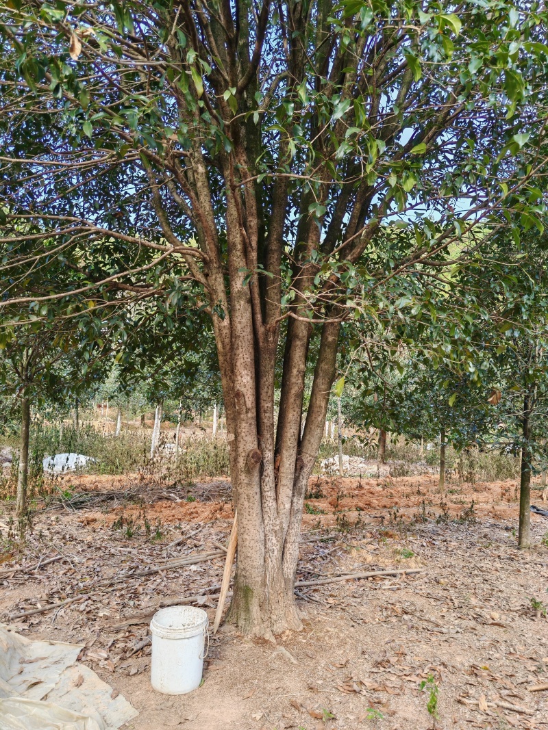 6.5米冠桂花树