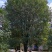 6.5米冠桂花树