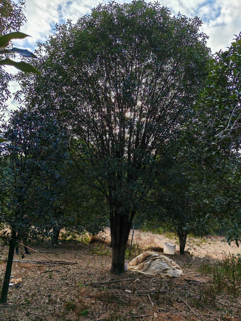 6.5米冠桂花树