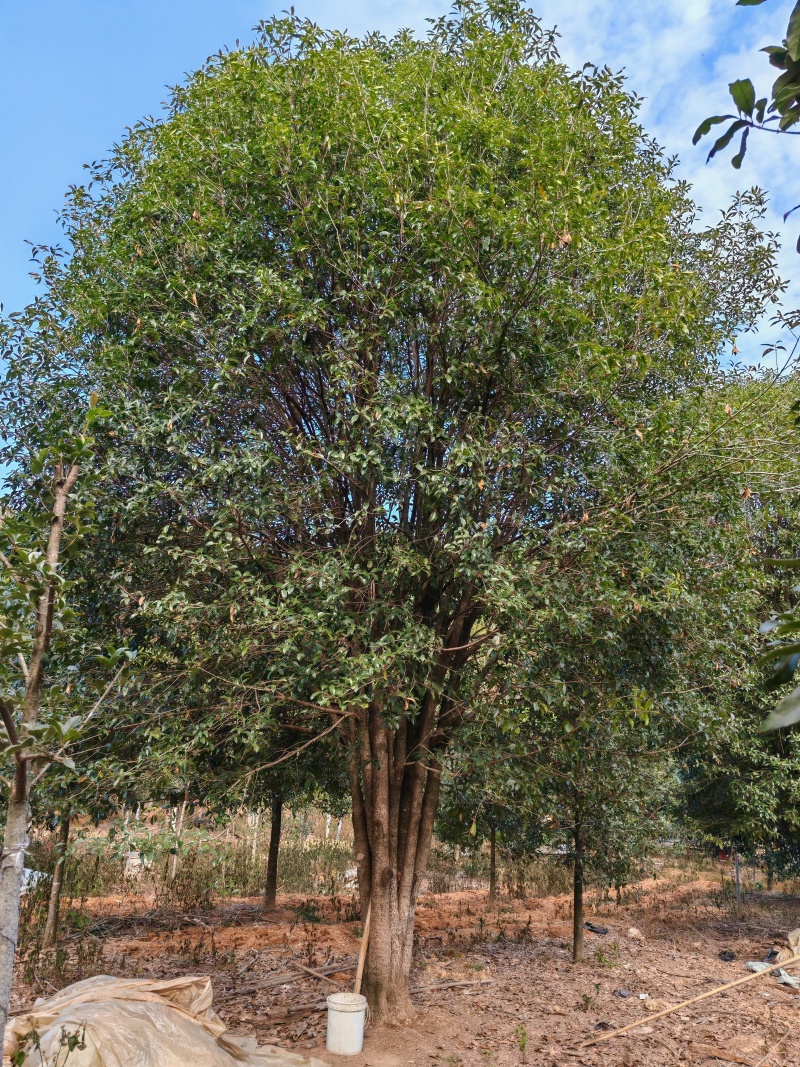 6.5米冠桂花树